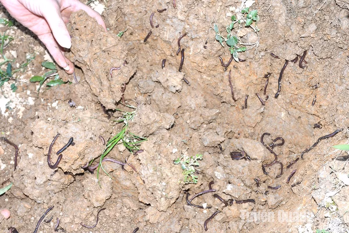 Trong 2 ngày 5 - 6/10/2024, người dân trên địa bàn xã Thành Long, huyện Hàm Yên (tỉnh Tuyên Quang) chứng kiến hiện tượng hàng loạt giun đất ngoi kín mặt ruộng dưa. Ảnh: tuyenquang.gov.vn.