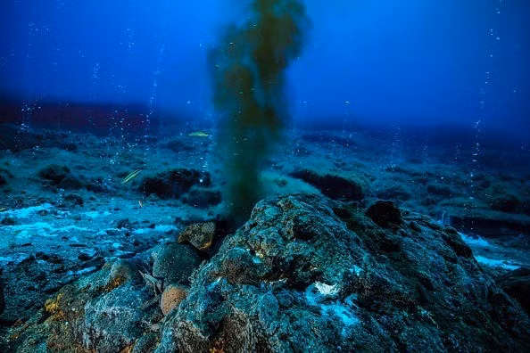 Cá đuối trắng Thái Bình Dương là loài sinh vật quý hiếm sinh sống ở vùng biển sâu từ 800 - 3.000m dưới mặt nước. Ảnh: Alexis Rosenfeld / Contributor Getty Images Europe.