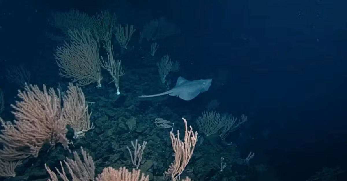 Ngọn núi lửa này nằm ở độ sâu khoảng 1.500m so với mặt nước biển. Từng được cho là đã ngừng hoạt động, núi lửa này bất ngờ trở thành tâm điểm khi các nhà khoa học phát hiện nó đang phát tán dòng nước ấm và giàu khoáng chất, tạo điều kiện sinh sống lý tưởng cho hệ sinh thái đa dạng dưới biển sâu. Ảnh: glassalmanac.com.