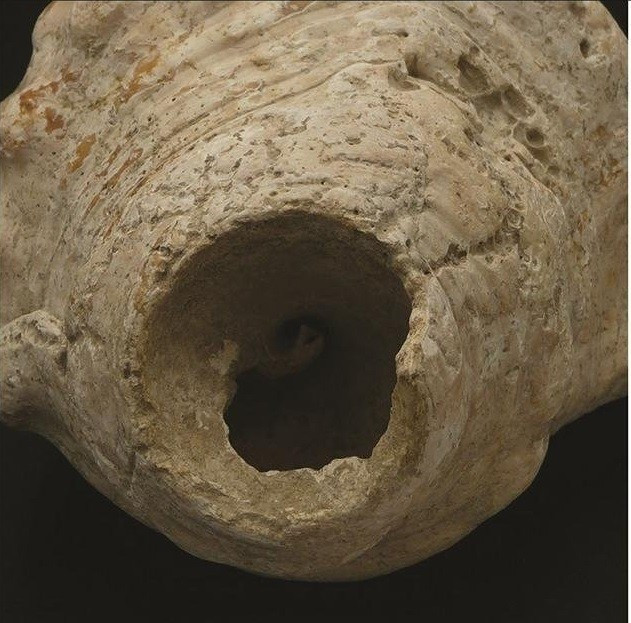 Những vỏ sò trên được khai quật từ các khu định cư và mỏ thời kỳ Neolithic ở vùng Catalonia, Tây Ban Nha. Chúng có niên đại từ cuối thiên niên kỷ thứ 5 đến đầu thiên niên kỷ thứ 4 trước Công nguyên.