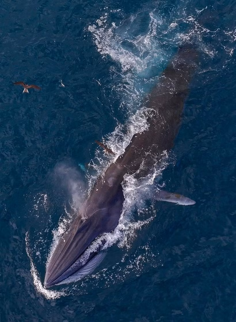 Khi chứng kiến cảnh tượng cá voi săn mồi trong khoảng 30 phút, nhiều người cảm thấy thích thú, ấn tượng. Ảnh: baovephapluat.