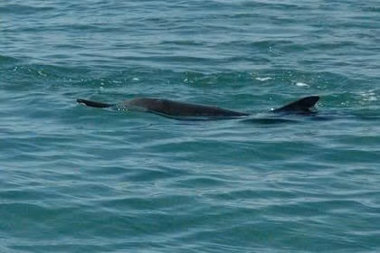 Trước đó, một số lần cá voi, cá heo xuất hiện tại Khánh Hòa thu hút sự quan tâm của dư luận. Trong số này, vào chiều 18/5/2025, một đàn cá heo khoảng 100 con được nhiều người nhìn thấy đang di cư, bơi ngang qua khu vực gần Hòn Dung trên vịnh Nha Trang. Ảnh: Znews.