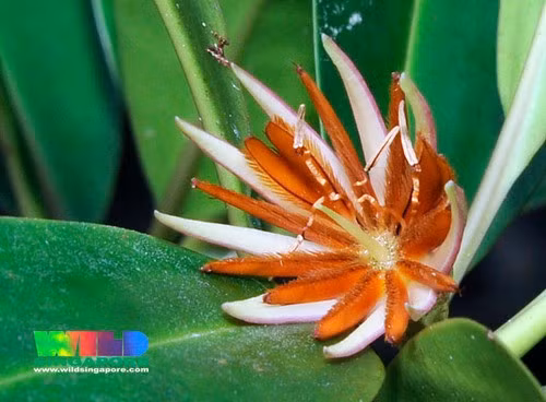 Cây vẹt đen con được cây mẹ nuôi dưỡng cho đến khi có thể tự phát triển độc lập. Khi ấy, cây mới rơi xuống bùn, cắm rễ và tự nuôi sống bản thân. Ảnh: Ria Tan.