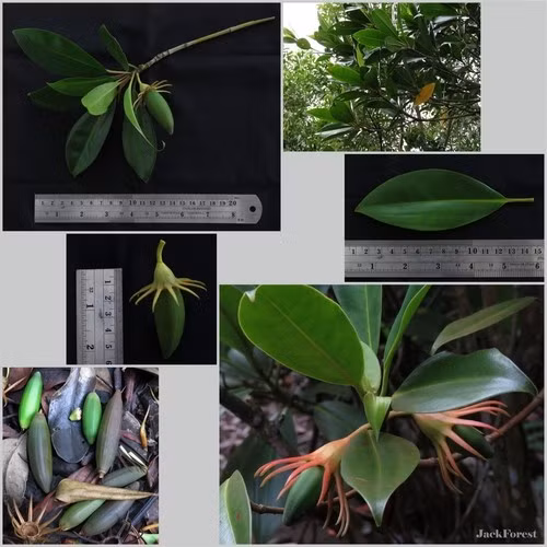 Thời điểm vẹt đen thường ra hoa là khoảng tháng 3 - 4 và cho ra quả tháng 5 - 6. Đôi khi, loài cây này ra hoa và quả gần như quanh năm. Ảnh: Zakaria Al Anshori.