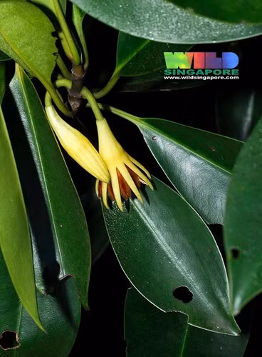 Vẹt đen là cây thân gỗ có rễ thở hình trụ nón khá phát triển. Khi trưởng thành, mỗi cây có thể đạt chiều cao trung bình khoảng 25 - 30m. Ảnh: Ria Tan.