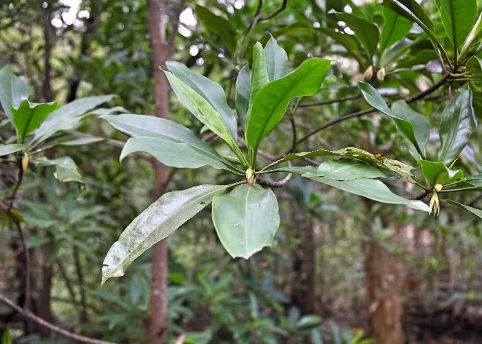 Theo đó, cây vẹt trở thành loài thực vật duy nhất có khả năng "đẻ con" và "nuôi con" như động vật. Ảnh: northqueenslandplants.com.