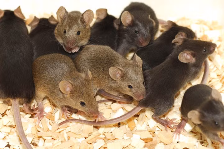 Nhóm các nhà khoa học Nhật Bản với khám phá "động vật có vú có thể thở bằng hậu môn" đã giành giải Ig Nobel năm 2024. Họ tiến hành thí nghiệm trên chuột và lợn qua đó phát hiện chúng có thể hấp thụ oxy qua trực tràng. Ảnh: pestworldforkids.org.