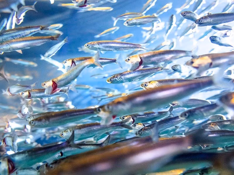 Giải thưởng Ig Nobel về vật lý năm 2023 đã được trao cho các nhà nghiên cứu phát hiện ra hoạt động giao phối của cá cơm tụ tập vào ban đêm ngoài khơi bờ biển Galicia để sinh sản có thể tạo ra những xoáy nước nhỏ trộn lẫn các lớp nước khác nhau trong đại dương. Ảnh: evantravels / Getty Images.