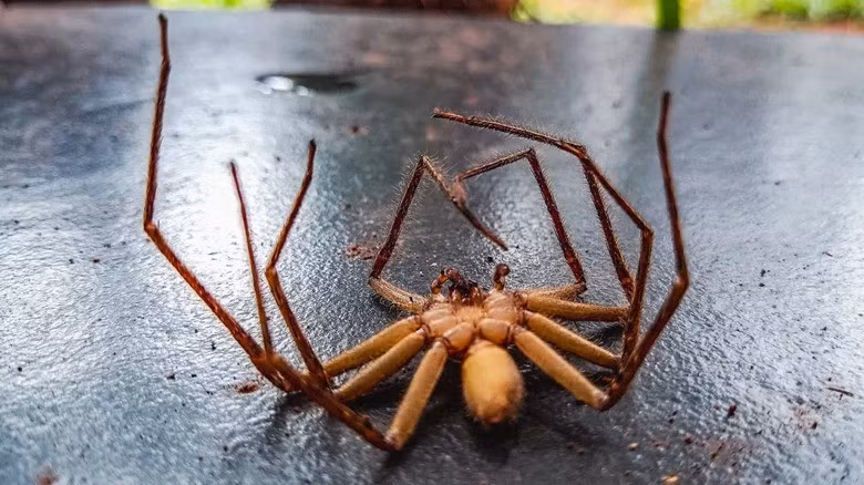 Giải thưởng Ig Nobel năm 2023 trong lĩnh vực kỹ thuật cơ khí được trao cho nhóm của Te Faye Yap và Daniel Preston tại Đại học Rice ở Mỹ về nghiên cứu hồi sinh những con nhện chết để sử dụng làm công cụ kẹp cơ học. Ảnh: dnixdony/Shutterstock.