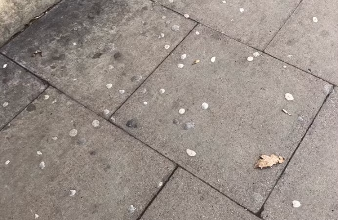 Leila Satari và các đồng nghiệp được trao giải thưởng Ig Nobel về Sinh thái họ năm 2021 khi sử dụng phân tích di truyền để xác định các loài vi khuẩn khác nhau trong những miếng bã kẹo cao su bị mắc kẹt trên vỉa hè ở nhiều nước trên thế giới. Ảnh: aroundealing.com.