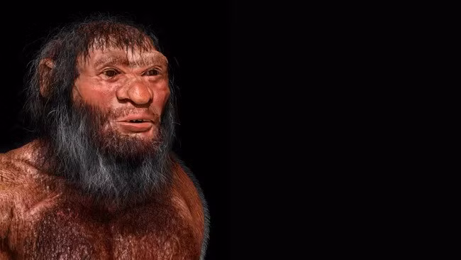 "Thật ngạc nhiên, chúng tôi phát hiện ra rằng, những cá nhân ở quần đảo Nhật Bản từ thời tiền sử Jomon (khoảng 16.000 đến 3.000 năm trước) mang ít dòng dõi Denisovan nhất trong số những người Đông Á cổ đại và ngày nay", các nhà nghiên cứu viết trong nghiên cứu được công bố vào ngày 20/10 trên tạp chí Current Biology. Ảnh: John Bavaro Fine Art / Science Photo Library.