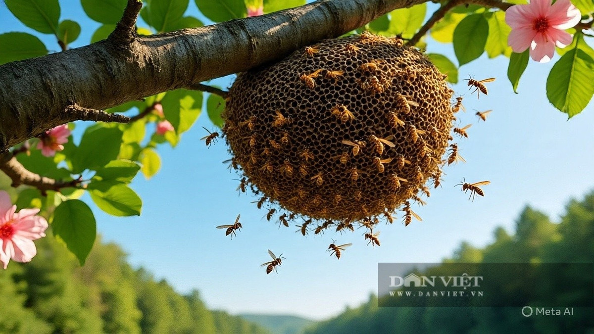 Người xưa khuyên rằng nếu nhìn thấy một tổ ong treo trên cây vào tháng 7, bạn nên đi đường vòng.