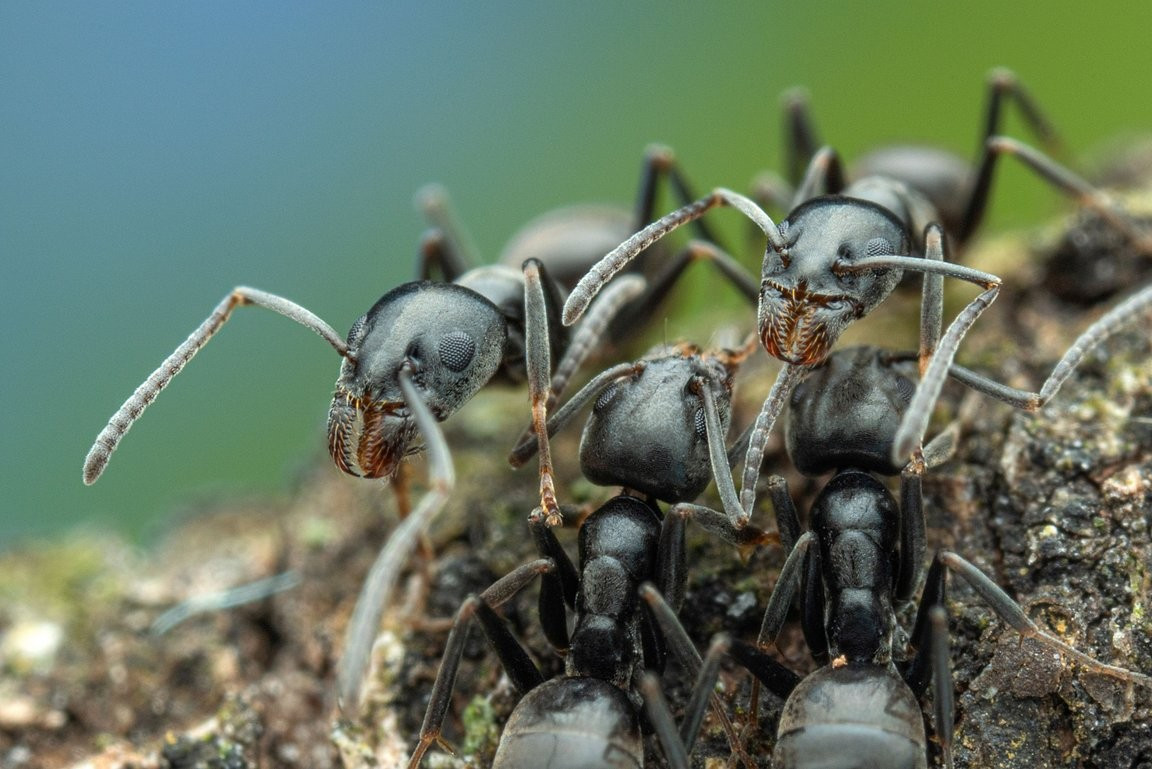 View - “Kiến điên” tấn công châu Âu gây mất điện Internet hàng loạt | Báo Tri thức và Cuộc sống - TIN TỨC PHỔ BIẾN KIẾN THỨC 24H