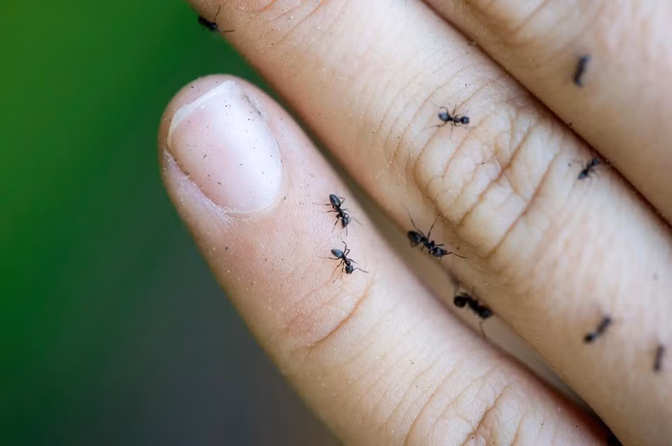 "Đội quân kiến" hàng triệu con đang gây ảnh hưởng tới hệ thống truyền tải điện và mạng Internet ở châu Âu là loài kiến ngoại lai có tên khoa học là Tapinoma magnum. Loài này có nguồn gốc từ khu vực Địa Trung Hải. Ảnh: VQH/24 heures.