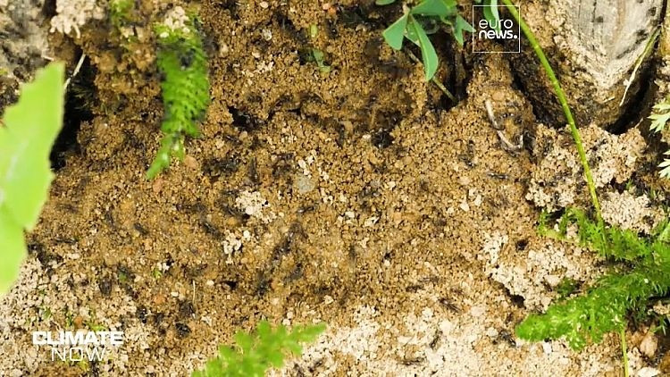 View - “Kiến điên” tấn công châu Âu gây mất điện Internet hàng loạt | Báo Tri thức và Cuộc sống - TIN TỨC PHỔ BIẾN KIẾN THỨC 24H