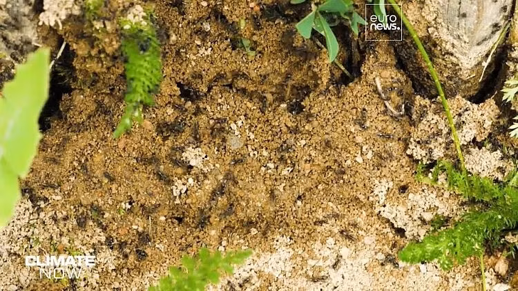 Manfred Verhaagh, chuyên gia về kiến tại Bảo tàng Lịch sử Tự nhiên Karlsruhe (Đức), cho hay các "siêu tập đoàn kiến" có số lượng từ hàng trăm nghìn tới hàng triệu con. Chúng có số lượng lớn hơn nhiều nhiều so với các loài kiến khác. Ảnh: Climate Now.