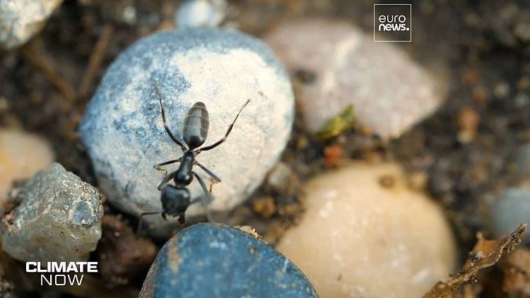 View - “Kiến điên” tấn công châu Âu gây mất điện Internet hàng loạt | Báo Tri thức và Cuộc sống - TIN TỨC PHỔ BIẾN KIẾN THỨC 24H