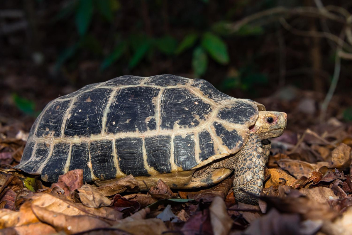 Loài rùa núi vàng quý hiếm có nguy cơ tuyệt chủng cao do mất môi trường sống và nạn săn bắt trái phép để buôn bán. Ảnh: thainationalparks.