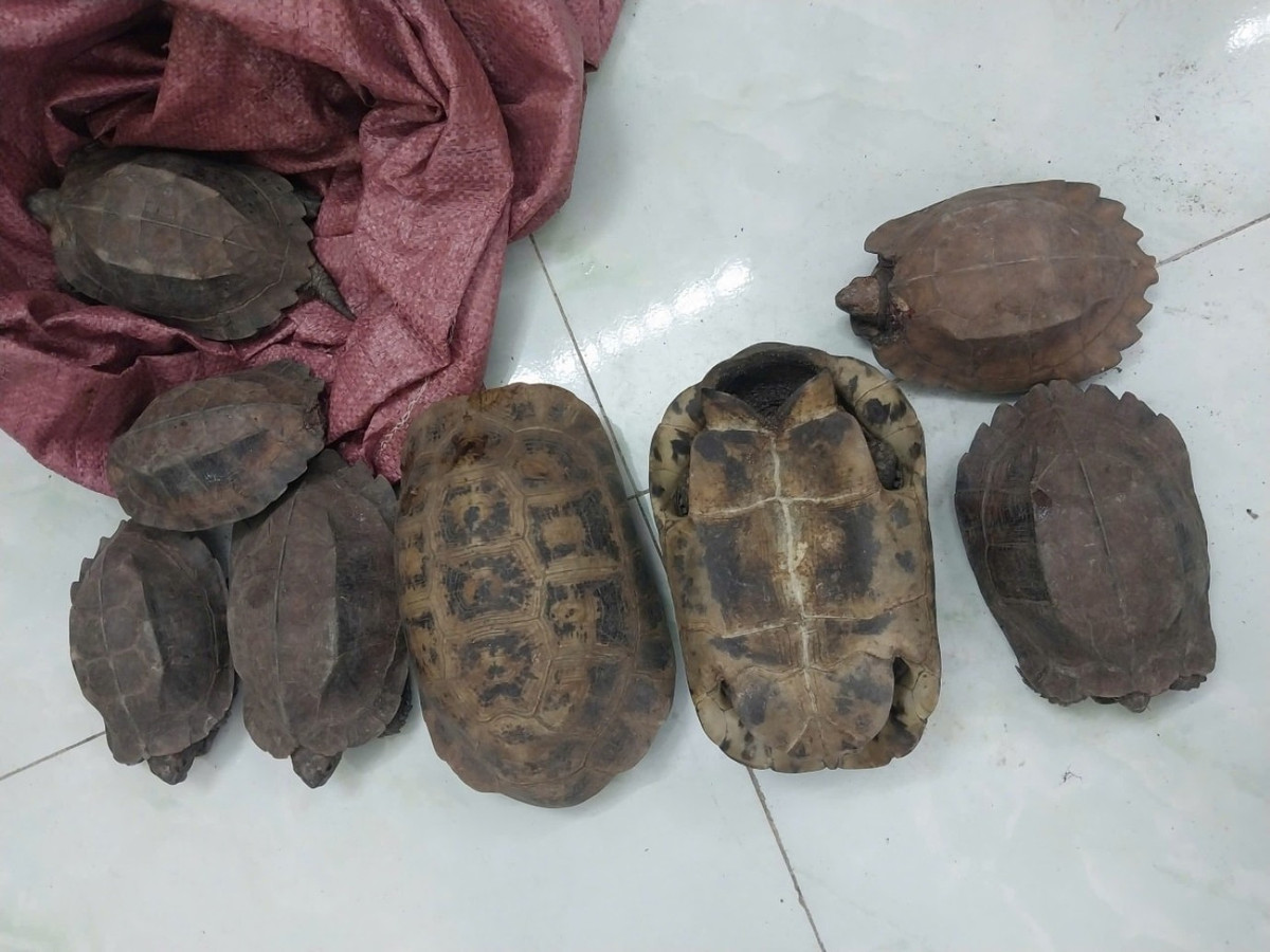 Trước đó, trong quá trình đi làm, anh B.V.H. (SN 1984, ngụ thôn Phú Nhiêu, xã Hòa Mỹ) phát hiện 8 cá thể rùa bên lề đường. Biết đó là những loài rùa quý hiếm cần được bảo vệ, anh đã chủ động liên hệ, giao nộp các cá thể rùa trên cho UBND xã và Công an xã Hòa Mỹ. Ảnh: Công an cung cấp.