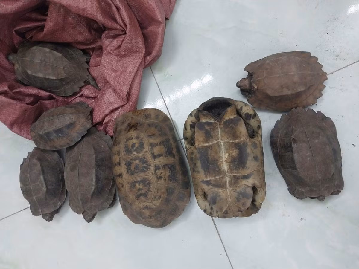 Trước đó, trong quá trình đi làm, anh B.V.H. (SN 1984, ngụ thôn Phú Nhiêu, xã Hòa Mỹ) phát hiện 8 cá thể rùa bên lề đường. Biết đó là những loài rùa quý hiếm cần được bảo vệ, anh đã chủ động liên hệ, giao nộp các cá thể rùa trên cho UBND xã và Công an xã Hòa Mỹ. Ảnh: Công an cung cấp.