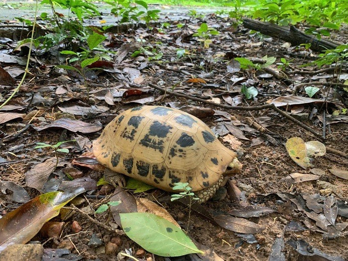 Rùa núi vàng có tên khoa học Indotestudo elongata. Loài này thuộc nhóm IIB – nhóm động vật rừng nguy cấp, quý hiếm cần được bảo vệ theo quy định của pháp luật. Thêm nữa, loài rùa này còn có tên trong nhóm cực kỳ nguy cấp (CR) của IUCN; cần được ưu tiên bảo vệ; nghiêm cấm mọi hành vi săn bắt, buôn bán... Ảnh: Người lao động.