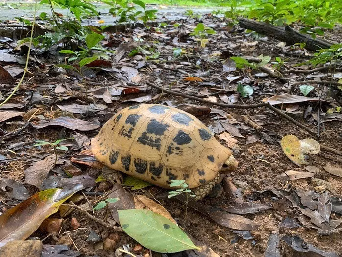 Rùa núi vàng có tên khoa học Indotestudo elongata. Loài này thuộc nhóm IIB – nhóm động vật rừng nguy cấp, quý hiếm cần được bảo vệ theo quy định của pháp luật. Thêm nữa, loài rùa này còn có tên trong nhóm cực kỳ nguy cấp (CR) của IUCN; cần được ưu tiên bảo vệ; nghiêm cấm mọi hành vi săn bắt, buôn bán... Ảnh: Người lao động.