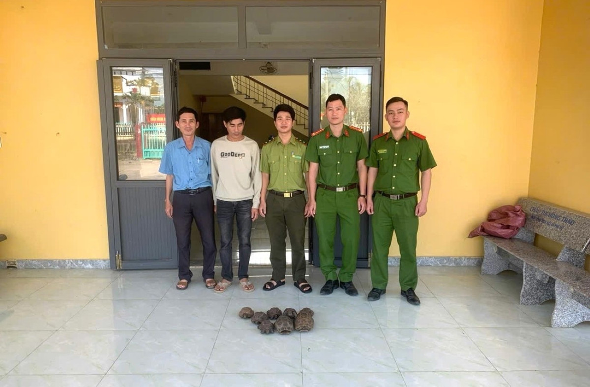 Sau khi tiếp nhận, UBND xã Hòa Mỹ phối hợp cơ quan chuyên môn kiểm tra tình trạng sức khỏe, lập biên bản tiếp nhận và tiến hành các thủ tục cần thiết để thả 8 cá thể rùa về môi trường tự nhiên. Ảnh: Công an cung cấp.