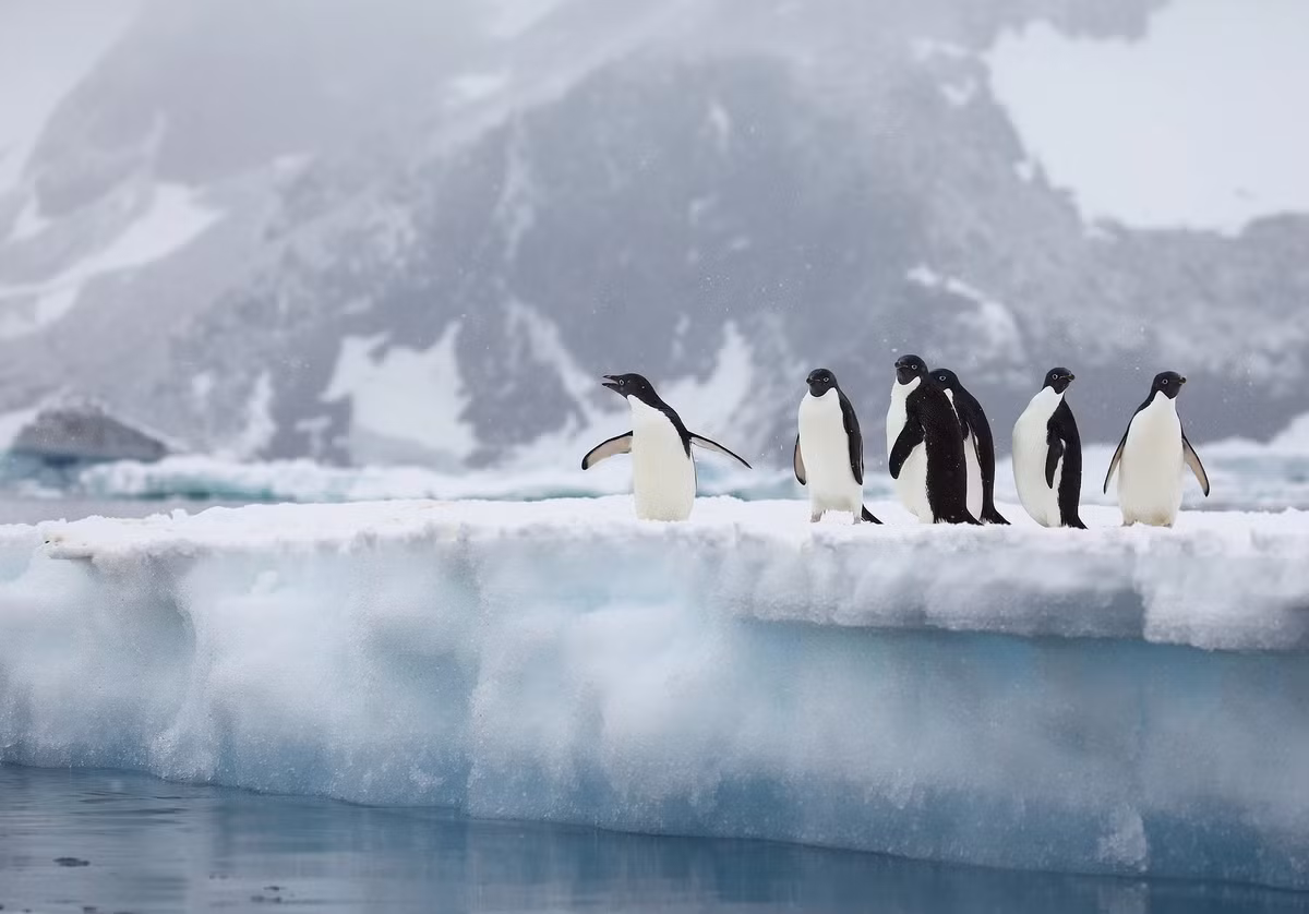 Chim cánh cụt là loài bơi giỏi nhất trong số các loài chim. Chúng có thể bơi với tốc độ lên đến 9,6 km/h. Ảnh: wwf.org.za.