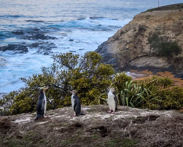 Chim cánh cụt có mặt sau màu đen và mặt trước màu trắng. Khi bơi, lưng sẫm màu giúp chúng hòa mình vào làn nước sâu và ẩn náu khỏi những kẻ săn mồi từ trên cao và phần dưới màu trắng giúp chúng tránh bị kẻ săn mồi nào bên dưới phát hiện. Ảnh: explore.co.uk.