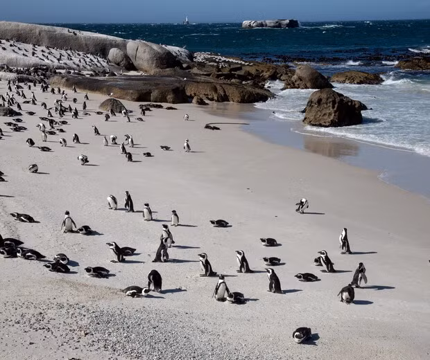 Hầu hết các loài chim cánh cụt có bề ngoài trông giống nhau, bất kể giới tính. Cá thể chim cánh cụt đực và cái hiếm khi khác nhau về kích thước, màu sắc hoặc dấu hiệu. Ảnh: explore.co.uk.