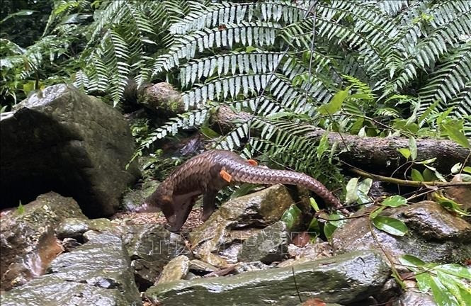 Tê tê có 8 loài thuộc họ Manidae, trong đó có 4 loài sinh sống chủ yếu ở 17 nước châu Á và 4 loài sinh sống ở 31 nước châu Phi. Ảnh: TTXVN.