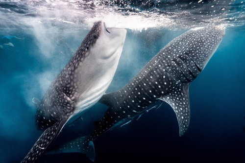 Nhóm dự án Cá mập voi Madagascar và Hiệp hội Bảo tồn Biển Seychelles đang hợp tác theo dõi loài cá mập voi. Khám phá này giúp chúng ta có thêm hiểu biết về sinh thái không gian và hành vi di cư của loài này. Ảnh: Eden Katz.