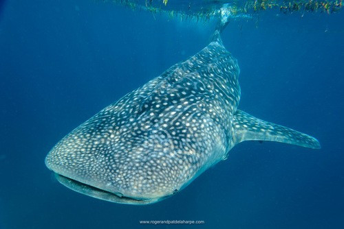 Hành trình bơi từ Madagascar đến Seychelles với quãng đường dài khoảng 1.200 km cho thấy cá mập voi chưa trưởng thành sẵn sàng vượt chặng đường dài để kiếm ăn. Phát hiện này diễn ra trong bối cảnh số lượng cá mập voi được bắt gặp ở Madagascar giảm và số lượng ở Seychelles tăng cho thấy khu vực kiếm ăn của cá mập voi có thể đang thay đổi. Ảnh: Roger de la Harpe.