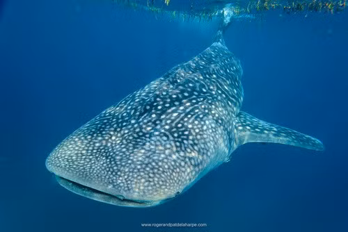 Hành trình bơi từ Madagascar đến Seychelles với quãng đường dài khoảng 1.200 km cho thấy cá mập voi chưa trưởng thành sẵn sàng vượt chặng đường dài để kiếm ăn. Phát hiện này diễn ra trong bối cảnh số lượng cá mập voi được bắt gặp ở Madagascar giảm và số lượng ở Seychelles tăng cho thấy khu vực kiếm ăn của cá mập voi có thể đang thay đổi. Ảnh: Roger de la Harpe.