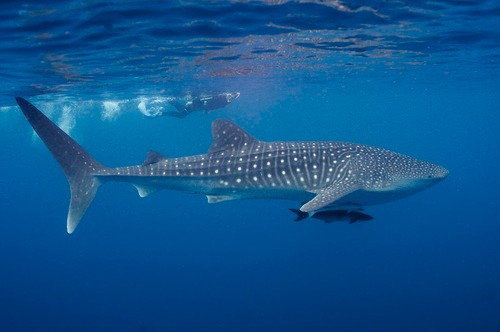 Vào năm 2019, cá thể MD-393 Mistral vẫn hoạt động tại khu vực này. Đến tháng 8/2025, nó đạt chiều dài cơ thể lên tới 6m và được chụp ảnh ở vùng biển Mahé (Seychelles). Ảnh: Erik Schlögl.