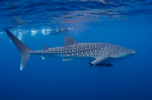 Vào năm 2019, cá thể MD-393 Mistral vẫn hoạt động tại khu vực này. Đến tháng 8/2025, nó đạt chiều dài cơ thể lên tới 6m và được chụp ảnh ở vùng biển Mahé (Seychelles). Ảnh: Erik Schlögl.