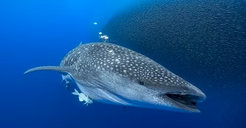 Loài cá mập voi được Liên minh Bảo tồn Thiên nhiên Quốc tế (IUCN) xếp vào danh sách nguy cấp dù có phạm vi phân bố rộng, chủ yếu ở vùng biển ấm. Biến đổi khí hậu và đại dương ấm lên có thể là nguyên nhân khiến loài này mở rộng phạm vi sinh sống sang vùng biển châu Âu. Ảnh: jonas_prowin.