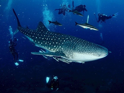 "Đây là lần đầu tiên cá mập voi từ Madagascar được bắt gặp lại ở một quốc gia khác thuộc phía tây Ấn Độ Dương", nhóm nghiên cứu chia sẻ. Ảnh: Bert Klangpremchitt.