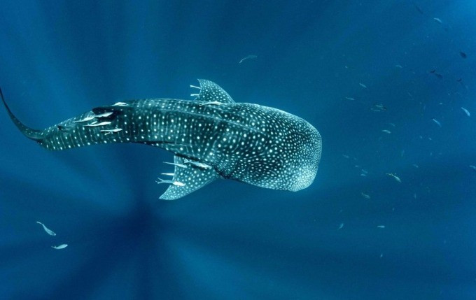 Trong nghiên cứu mới công bố trên tạp chí Oryx, nhóm dự án Cá mập voi Madagascar và Hiệp hội Bảo tồn Biển Seychelles xác nhận trường hợp cá mập voi đầu tiên di chuyển giữa 2 quốc gia là Madagascar và Seychelles. Ảnh: Oryx.