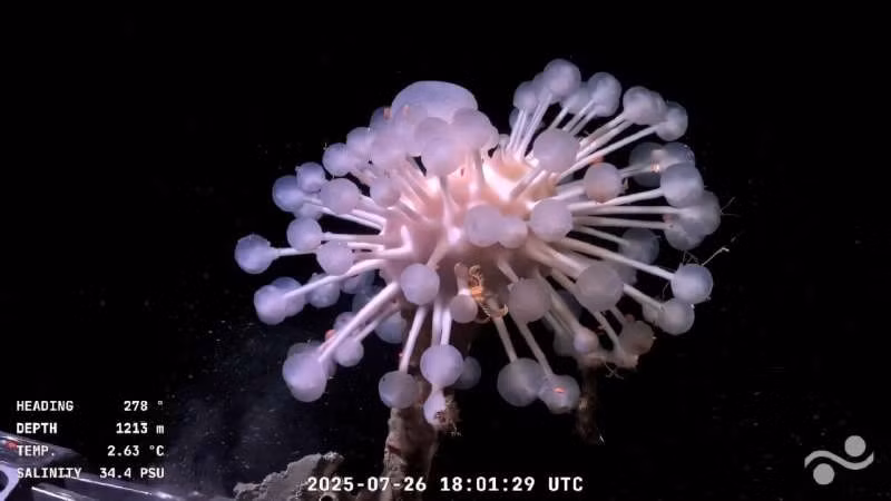 Chúng có đặc điểm nổi bật là màu sắc rực rỡ, cấu trúc chắc khỏe và đĩa trung tâm nổi bật - phần khiến nhiều người liên tưởng đến mông người nhưng thực chất là vị trí của miệng, nằm ở mặt dưới. Ảnh: Phys.