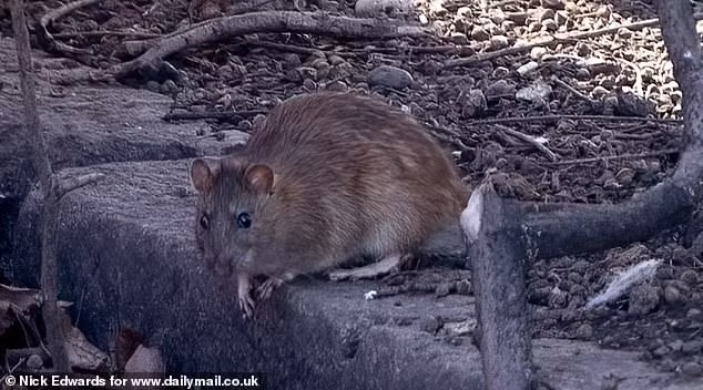 Hội đồng Quận Redcar và Cleveland đã thành lập nhóm đặc nhiệm kiểm soát dịch hại liên đảng để ứng phó. Ông Salvin kêu gọi các hội đồng khác hợp tác với công ty nước để xử lý những chuột to như mèo. Ảnh: Nick Edwards for www.dailymail.co.uk.