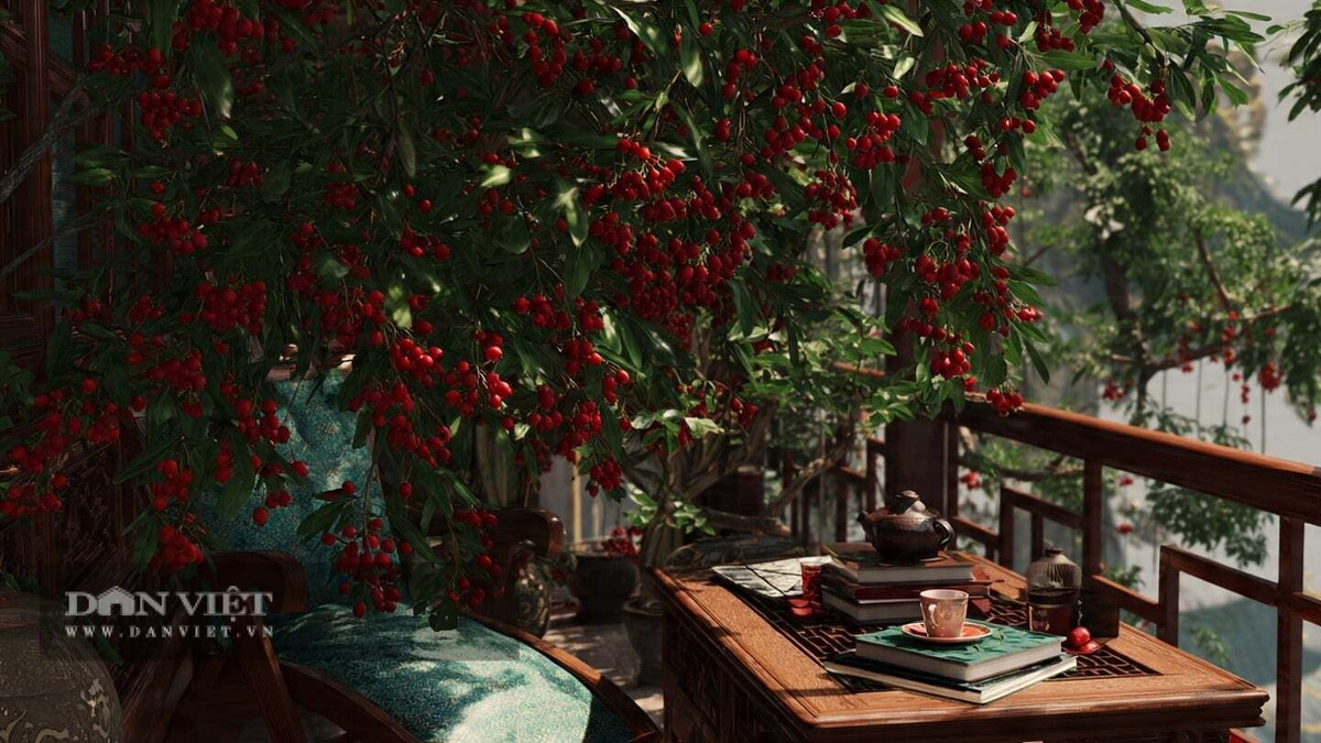 Người xưa rất coi trọng cây kỷ tử