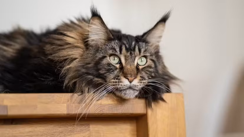 Thách thức lớn nhất là hiểu được ý nghĩa của các tiếng kêu do mèo phát ra không phải điều dễ dàng. Ảnh: Alexandra Jursova / Getty Images.