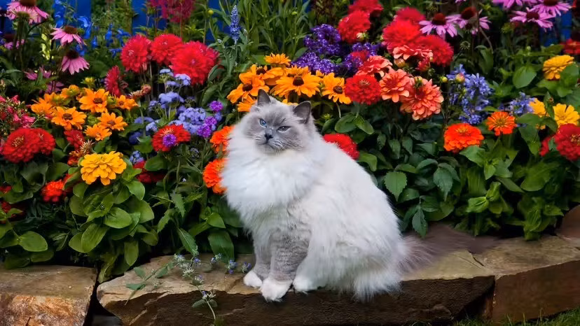 Các chuyên gia kỳ vọng những đột phá liên tục trong lĩnh vực AI có thể giúp con người sớm nói chuyện được với mèo. Ảnh: Darrell Gulin / Getty Images.