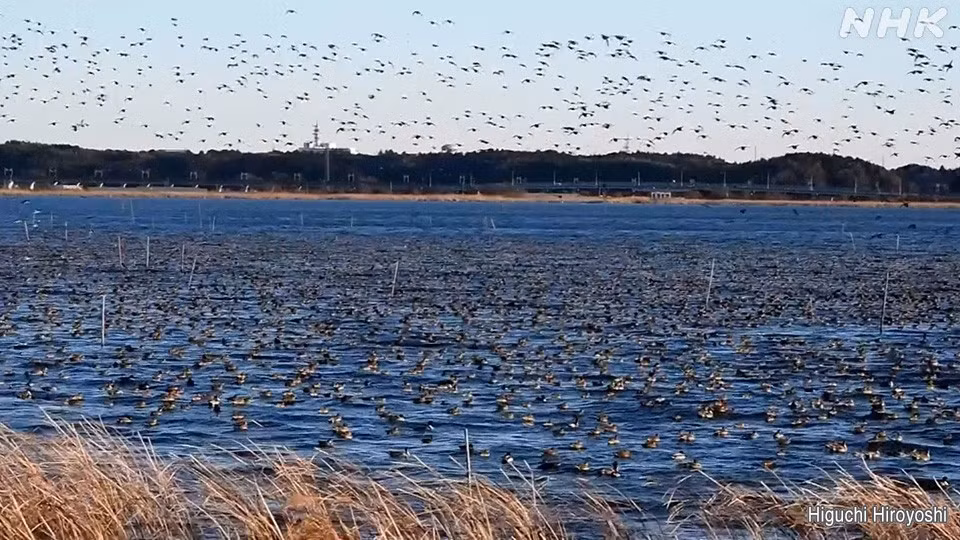 Vịt trời Baikal là loài chim di trú sinh sản ở Siberia, Nga, bay đến Bán đảo Triều Tiên, Trung Quốc và Nhật Bản vào mùa đông. Ảnh: NHK.
