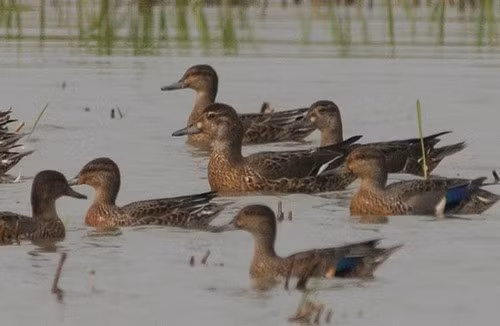 Ngực của vịt trời Baikal có màu nâu nhạt, điểm xuyết các đốm đen. Hai bên sườn màu xám xanh. Mỏ màu xám sẫm đến đen, chân và bàn chân màu xám. Ảnh: Kim, Hyun-tae.
