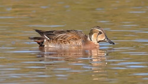 Vịt trời Baikal có đỉnh đầu màu nâu sẫm đến đen, các mảng màu vàng nhạt và xanh lá cây trên mặt, bao quanh là các đốm trắng và đen. Ảnh: Steven Mlodinow.