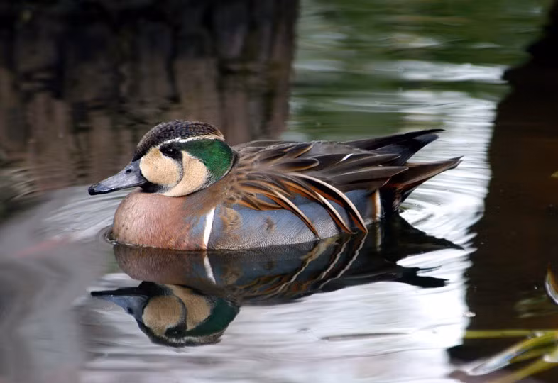 Theo cuộc khảo sát kéo dài 2 tuần do Bộ Môi trường Nhật Bản thực hiện vào tháng 1 hàng năm, số lượng vịt trời Baikal ghi nhận tại Nhật Bản đã tăng gấp hơn 7 lần, từ khoảng 20.000 con năm 2020 lên hơn 140.000 con năm 2024. Ảnh: animaldiversity.org.