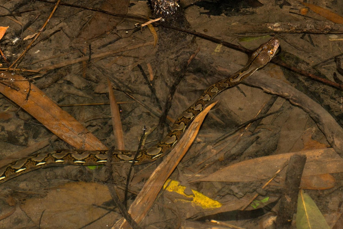 Loài trăn gấm sống ở rừng thưa, gần các sông suối và dành phần lớn thời gian trên cây. Thức ăn của loài này gồm các loài thú và chim, cầy hương, cầy mực, các loài linh trưởng. Ảnh: thainationalparks.