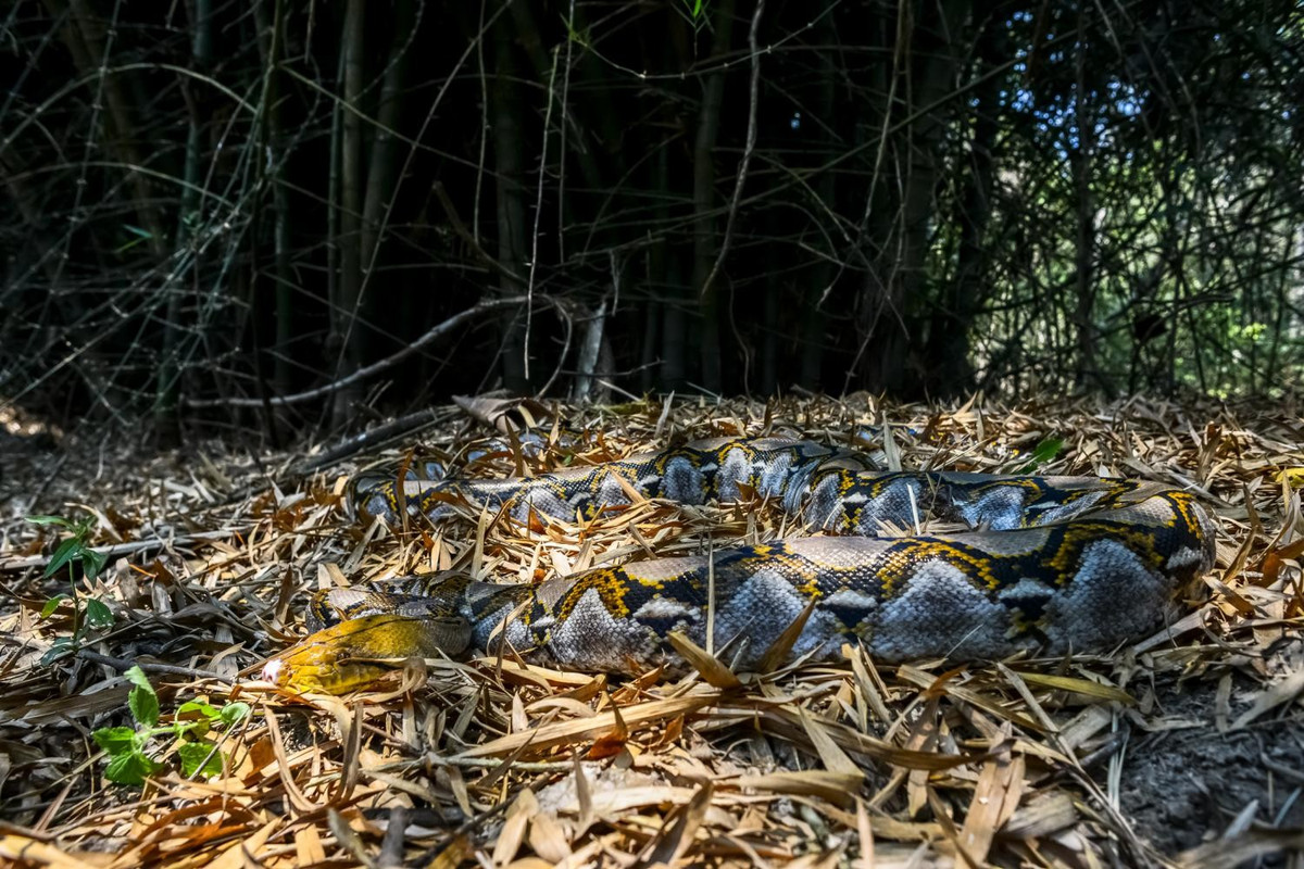 Trăn gấm (tên khoa học Malayopython reticulatus) là loài động vật hoang dã thuộc danh mục nguy cấp, quý hiếm nhóm II B (nhóm động vật nghiêm cấm khai thác và sử dụng). Ảnh: thainationalparks.